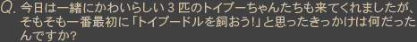 Ｑ今日は一緒にかわいらしい３匹のトイプーちゃんたちも来てくれましたが、そもそも一番最初に「トイプードルを飼おう！」と思ったきっかけは何だったんですか？